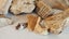 ANTIQUE ESTATE FOSSIL ITEMS Carousel 18