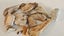 ANTIQUE ESTATE FOSSIL ITEMS Carousel 19