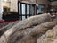 New KING Blanket Natural Grey Real NZ Possum Full Fur Throw - No Reserve! -B6522 Carousel 4