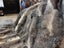 New KING Blanket Natural Grey Real NZ Possum Full Fur Throw - No Reserve! -B6522 Carousel 6