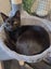 Please consider us…Rescue Mum and kittens. Carousel 1