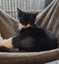 Please consider us…Rescue Mum and kittens. Carousel 2