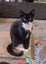 Please consider us…Rescue Mum and kittens. Carousel 3