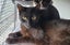Please consider us…Rescue Mum and kittens. Carousel 4