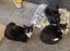 Please consider us…Rescue Mum and kittens. Carousel 5