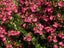 Escallonia Macrantha Carousel 2