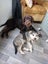 Lovable gwp (wire haired pointer) looking for his new home Carousel 3