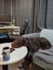 Lovable gwp (wire haired pointer) looking for his new home Carousel 4