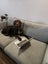 Lovable gwp (wire haired pointer) looking for his new home Carousel 5