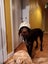 Lovable gwp (wire haired pointer) looking for his new home Carousel 7