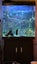 Beautiful fish tank aquarium Carousel 1