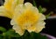 Alstroemeria - Dwarf Peruvian Lily - Lime-Yellow Carousel 1