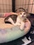 Purrlina Gomez- Rescue Kitten Carousel 3