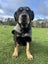 Haki - our favourite retired Huntaway Carousel 2