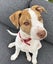 Pearl - PUPPY Pound Hounds Rescue Carousel 1