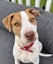 Pearl - PUPPY Pound Hounds Rescue Carousel 10