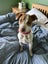 Pearl - PUPPY Pound Hounds Rescue Carousel 16