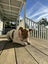 Pearl - PUPPY Pound Hounds Rescue Carousel 17