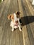 Pearl - PUPPY Pound Hounds Rescue Carousel 18