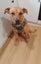 Urgent rehome Carousel 3