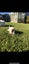 PUREBRED JACK RUSSELL PUPPIES Carousel 3
