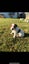 PUREBRED JACK RUSSELL PUPPIES Carousel 4