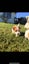 PUREBRED JACK RUSSELL PUPPIES Carousel 5