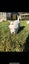 PUREBRED JACK RUSSELL PUPPIES Carousel 6