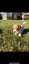 PUREBRED JACK RUSSELL PUPPIES Carousel 7