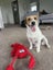 PUREBRED JACK RUSSELL PUPPIES Carousel 8