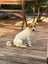 PUREBRED JACK RUSSELL PUPPIES Carousel 9
