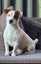 PUREBRED JACK RUSSELL PUPPIES Carousel 10