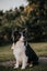 1 year old 3/4 Border Collie 1/4 German Spitz Carousel 2