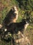 1 year old 3/4 Border Collie 1/4 German Spitz Carousel 1