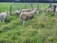 Rams for Lease Carousel 9