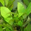 Hygrophila. C Stricta Aquarium plant 26 TO 32c good discus tank No co2 SMALL SZ Carousel 1