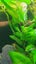 Hygrophila. C Stricta Aquarium plant 26 TO 32c good discus tank No co2 SMALL SZ Carousel 4