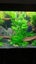 Hygrophila. C Stricta Aquarium plant 26 TO 32c good discus tank No co2 SMALL SZ Carousel 6