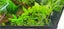 Hygrophila. C Stricta Aquarium plant 26 TO 32c good discus tank No co2 SMALL SZ Carousel 10
