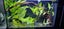 Hygrophila. C Stricta Aquarium plant 26 TO 32c good discus tank No co2 SMALL SZ Carousel 12