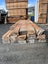 34 LM 100x50mm Kiln-Dried Swamp Kauri Timber lot Carousel 8