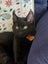CAT RESCUE CHCH - Ready to Adopt - Gloria Carousel 3