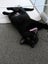 CAT RESCUE CHCH - Ready to Adopt - Gloria Carousel 1