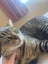Cats Carousel 2