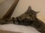 Cats Carousel 3