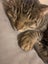 Cats Carousel 4