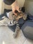 Cats Carousel 5