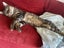Cats Carousel 6