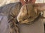 Cats Carousel 7