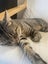Cats Carousel 1